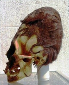 A Paracas Necropolis Culture skull with hair